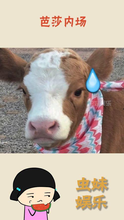 娱乐吃瓜酱出去玩,娱乐吃瓜酱带你畅游欢乐时光